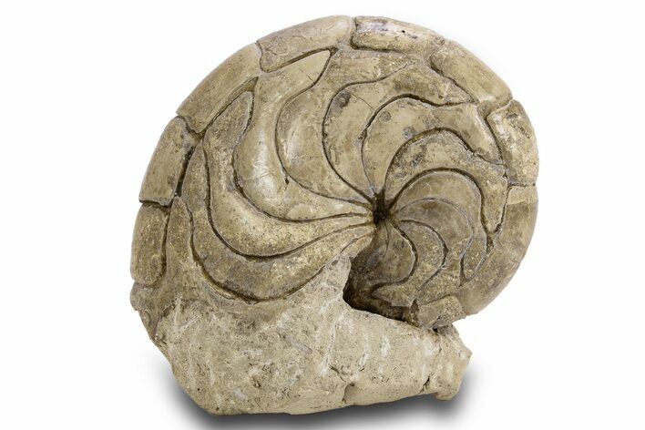 Fossil Nautilus (Aturia) - Boujdour, Morocco #306913